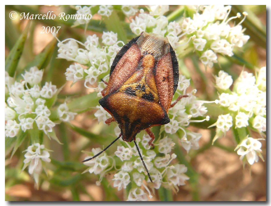Un Carpocoris mediterraneus (?) melanico fra le dune